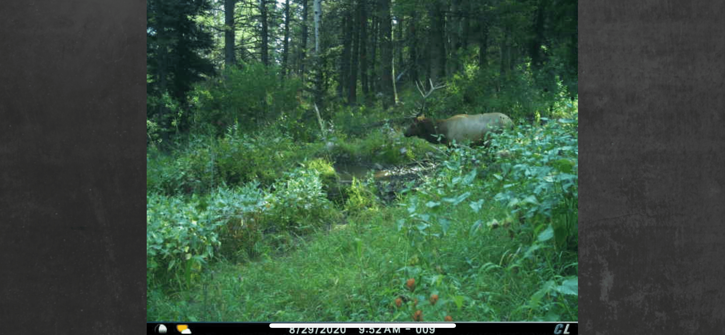 6x6 bull 