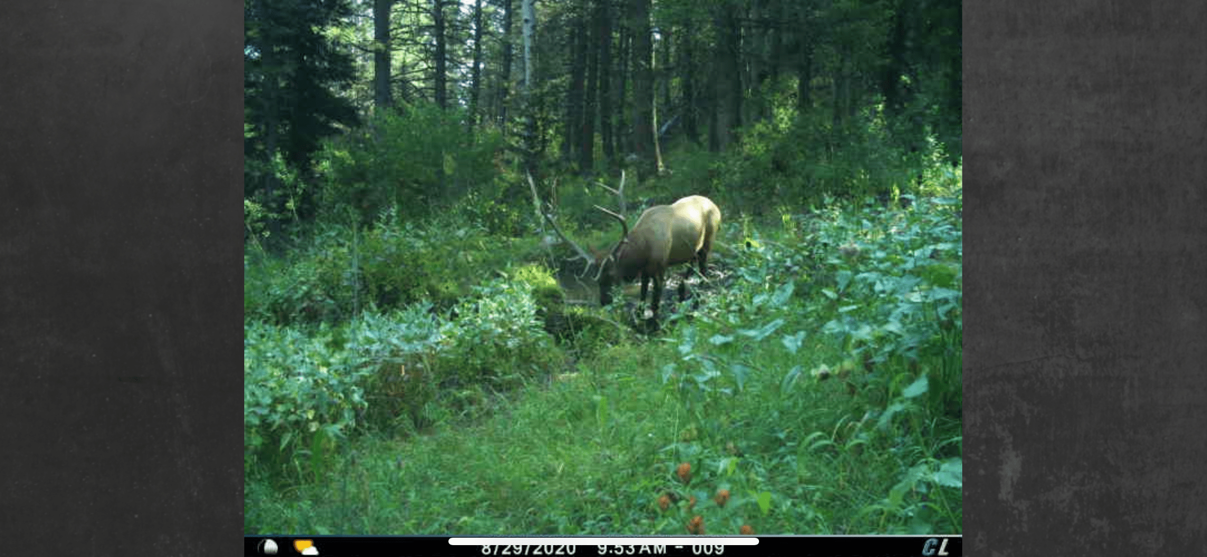 6x6 bull 