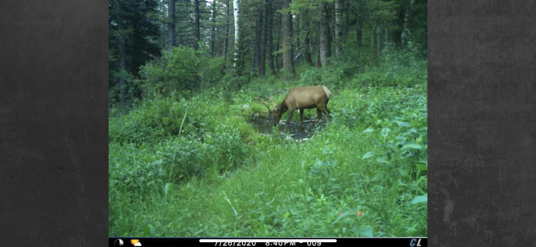 Small 5x5 bull 