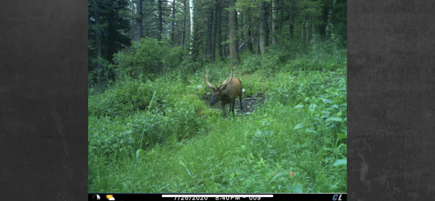 Small 5x5 bull 